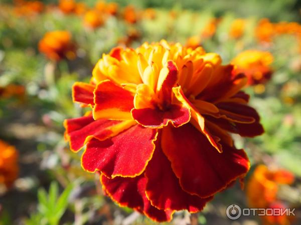 Цифровой фотоаппарат Canon PowerShot SX510 HS