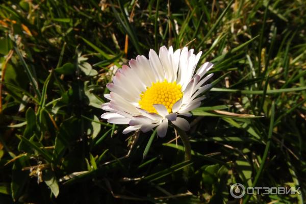 Цифровой фотоаппарат Canon PowerShot SX510 HS