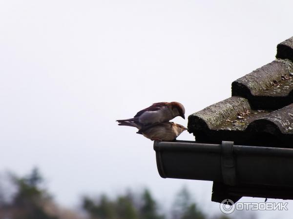 Цифровой фотоаппарат Canon PowerShot SX510 HS