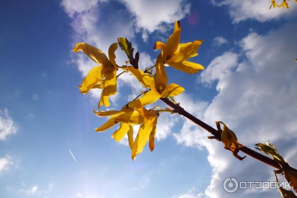 Цифровой фотоаппарат Canon PowerShot SX510 HS