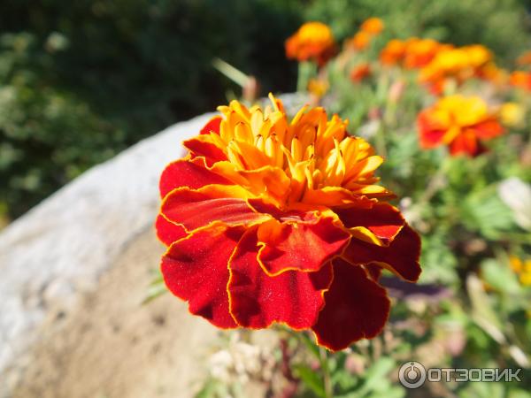 Цифровой фотоаппарат Canon PowerShot SX510 HS