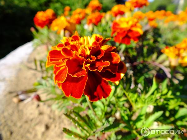 Цифровой фотоаппарат Canon PowerShot SX510 HS
