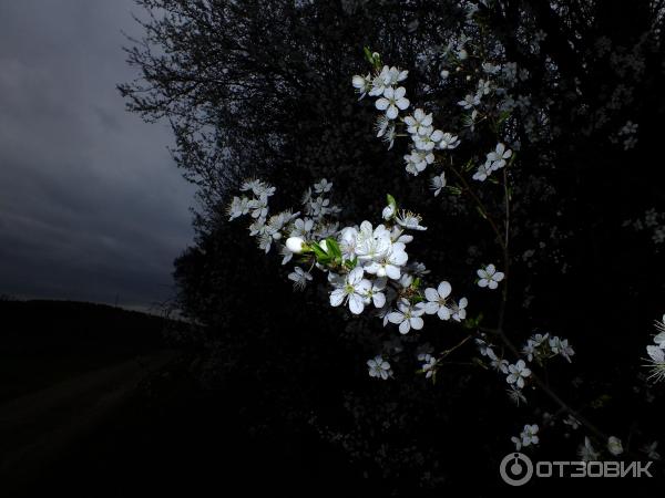 Цифровой фотоаппарат Canon PowerShot SX510 HS