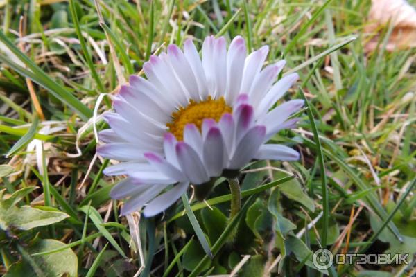 Цифровой фотоаппарат Canon PowerShot SX510 HS