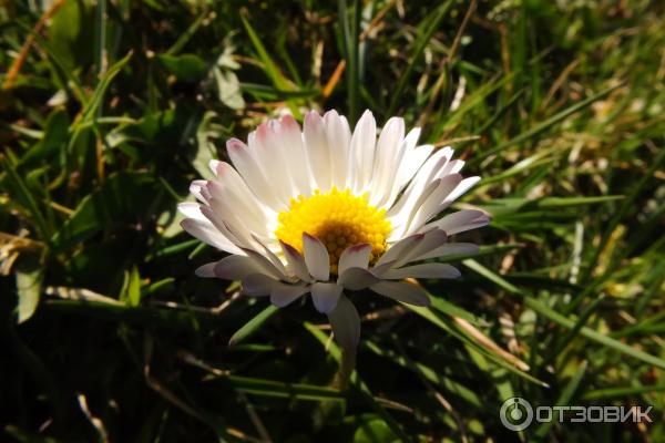 Цифровой фотоаппарат Canon PowerShot SX510 HS