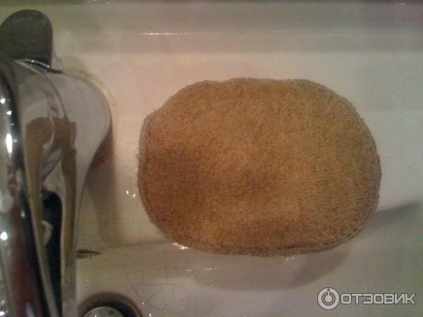 Итальянский спонж с хлопковой губкой. Итальянский натуральный спонж с хлопковой губкой. Спонж конняку картинка в высоком качестве. Влажный спонж. Натуральный спонж с хлопковой губкой.