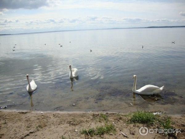 ТК Нарочь (Беларусь, Минская область) фото