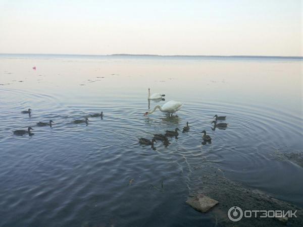 Туристический комплекс Нарочь (Беларусь, Минская область) фото