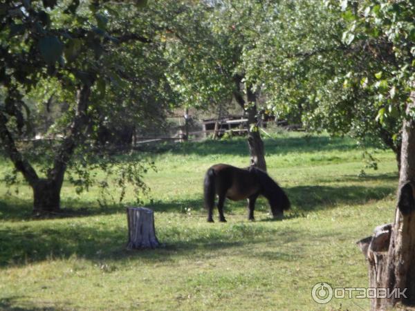 Ясная Поляна (Россия, Тульская область) фото