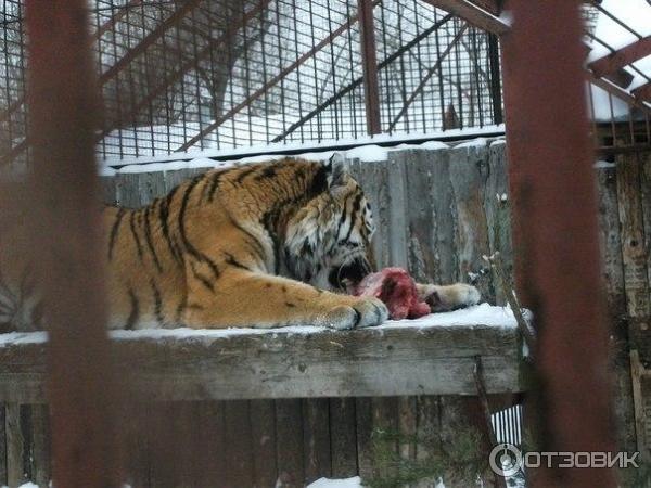 Новая ми-ми-жизнь зоопарка: волчата, медвежата и котенок барса - Новости Перми и