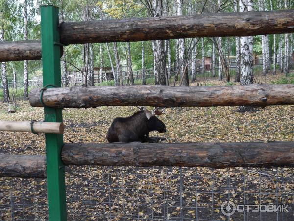 Где Купить Животных В Пензе