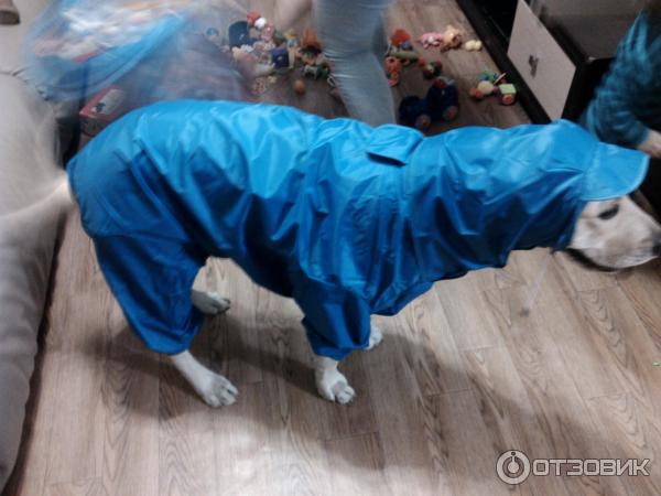 Отзыв о Комбинезон для собаки Aliexpress | Удобный, практичный, плотный