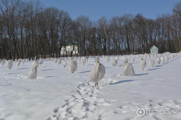 Ясная Поляна (Россия, Тульская область) фото