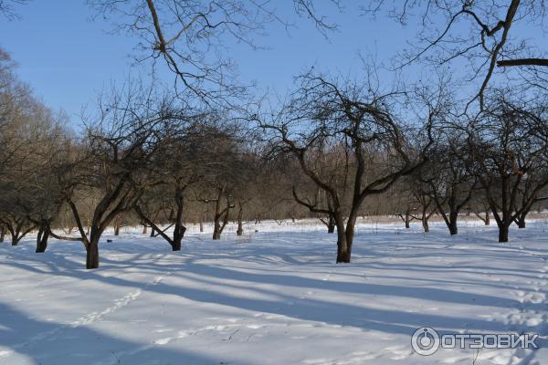 Ясная Поляна (Россия, Тульская область) фото