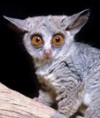 galago