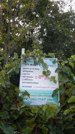 База отдыха "Женьшень" (Россия, Мостовской) фото