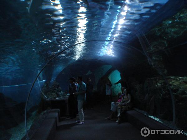 Океанариум Ocean World Siam Paragon (Таиланд, Бангкок) фото