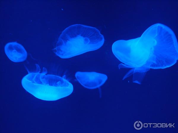 Океанариум Ocean World Siam Paragon (Таиланд, Бангкок) фото