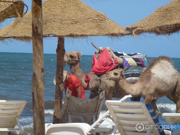 Отель Caribbean World Monastir Garden 4* (Тунис, Монастир) фото