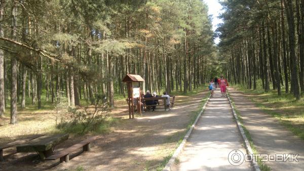 Национальный парк Куршская коса (Россия, Калининградская область) фото