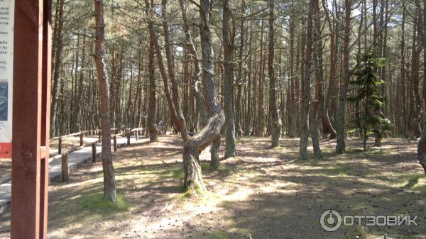 Национальный парк Куршская коса (Россия, Калининградская область) фото