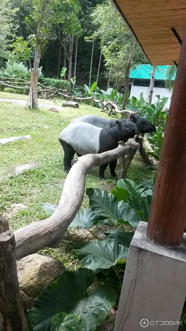 Khao kheow zoo. Кхао Кхео Паттайя. Кхао Кхео зоопарк. Зоопарк в Тайланде Паттайя. Открытый зоопарк Кхао Кхео Паттайя.