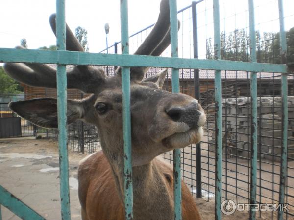 Какие животные есть в липецком зоопарке фото Отзыв о Липецкий зоопарк (Россия, Липецк) Наш любимый зоопарк!