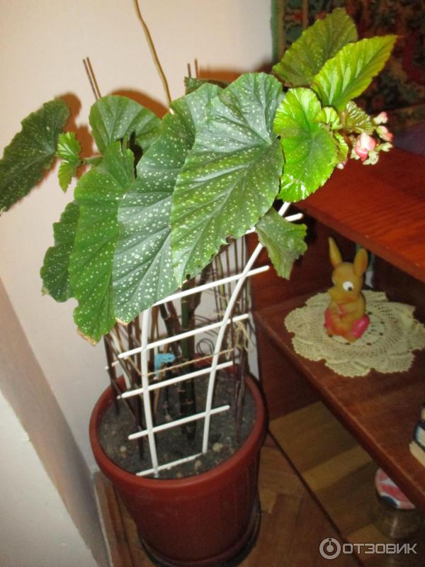 Бегония коралловая (Begonia corallina)