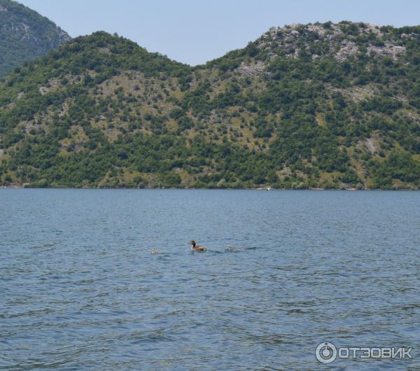 Скадарское озеро (Черногория) фото