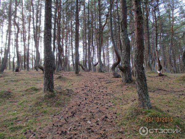 Куршская коса: танцующий лес (Россия, Калининградская область) фото