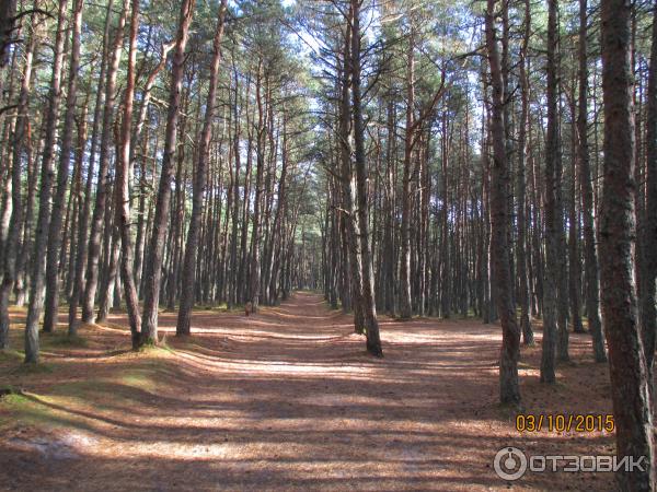 Куршская коса: танцующий лес (Россия, Калининградская область) фото