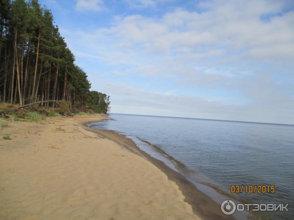 Куршская коса: танцующий лес (Россия, Калининградская область) фото