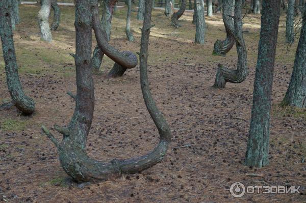 Куршская коса: танцующий лес (Россия, Калининградская область) фото