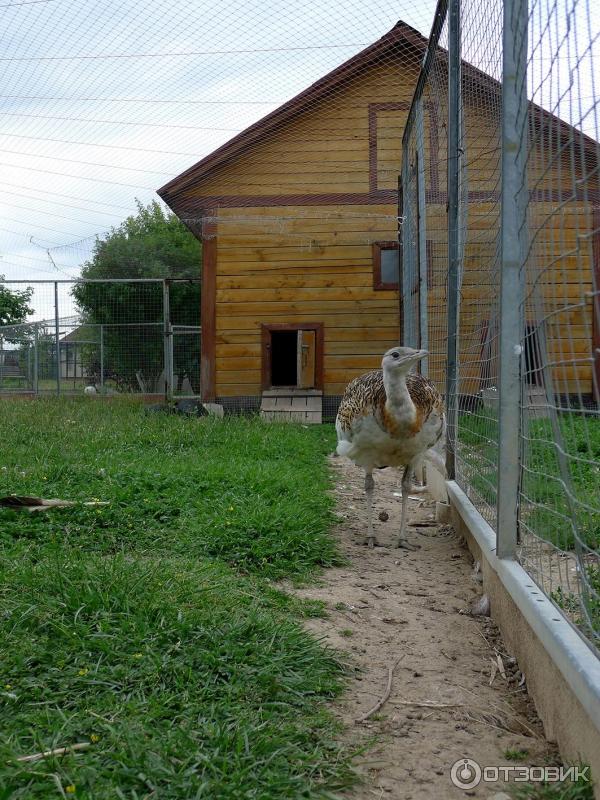 Парк Птиц Воробьи Официальный Сайт Цена