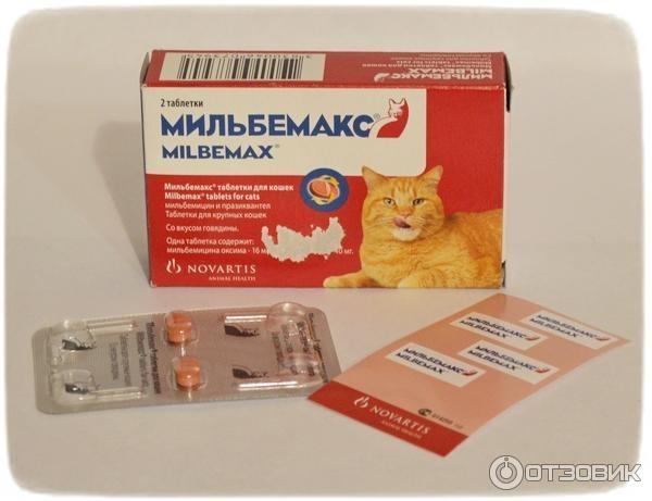 Чем отравить кота